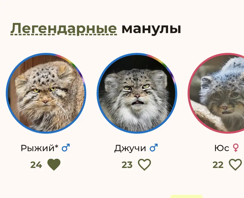 A photograph of a Pallas's cat