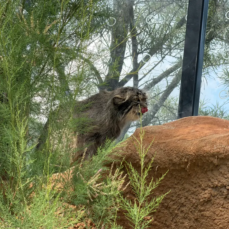 A photograph of Spay in Prague Zoo