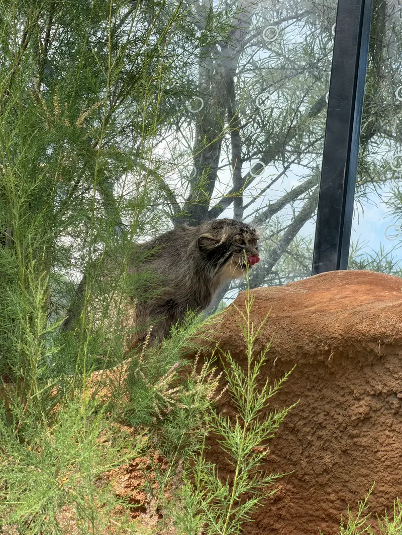 A photograph of Spay in Prague Zoo