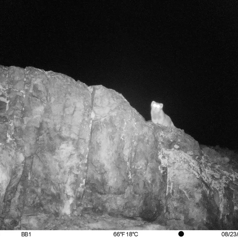 A photograph of Otocolobus manul manul from Aktas-Kunkora [new] camera trap