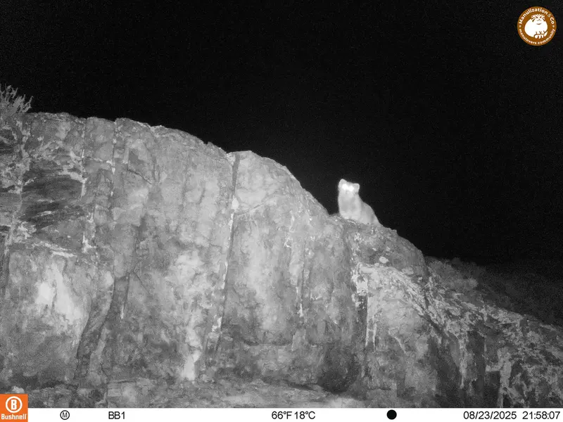 A photograph of Otocolobus manul manul from Aktas-Kunkora [new] camera trap