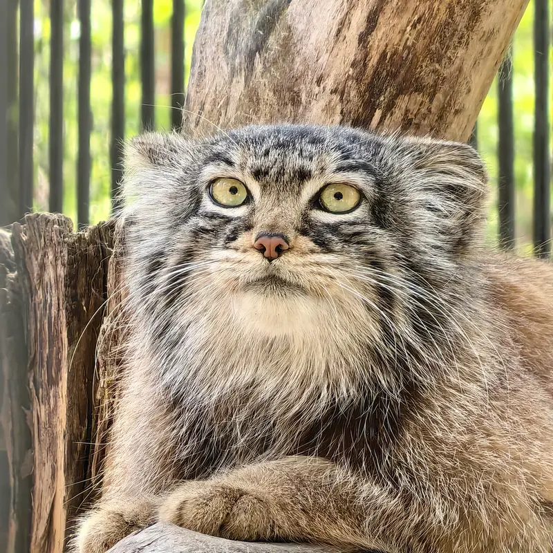 A photograph of Daughter of Eve 2023 Ⅲ in Novosibirsk Zoo