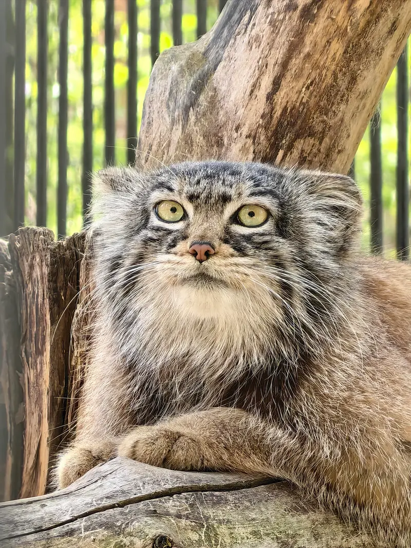 A photograph of Daughter of Eve 2023 Ⅲ in Novosibirsk Zoo