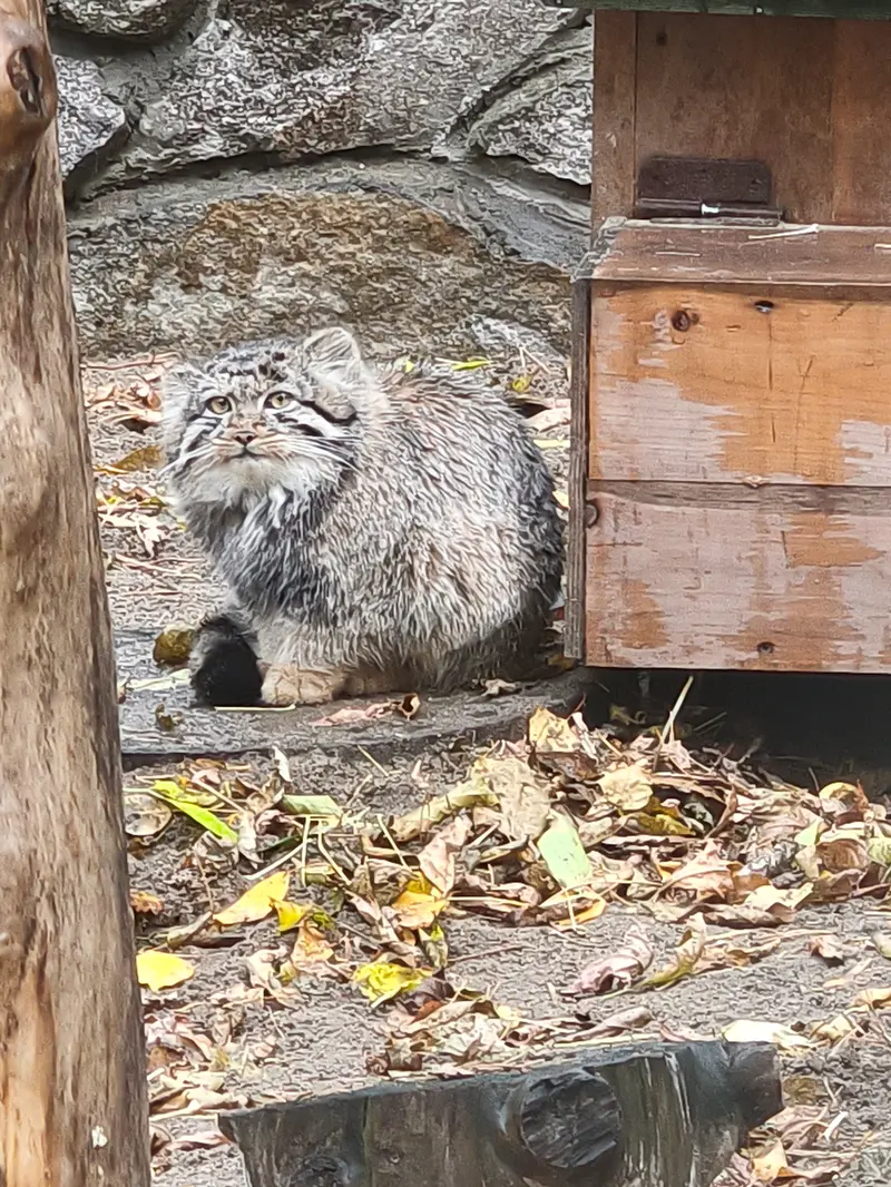 A photograph of a Pallas's cat in Novosibirsk Zoo