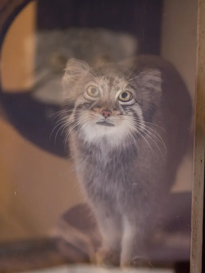 A photograph of Oto in Saitama Children's Zoo