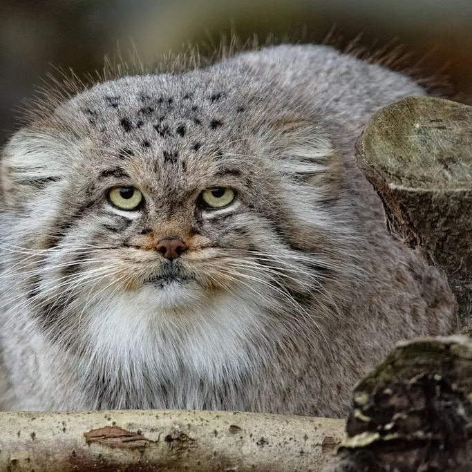 A photograph of Buck in Banham Zoo