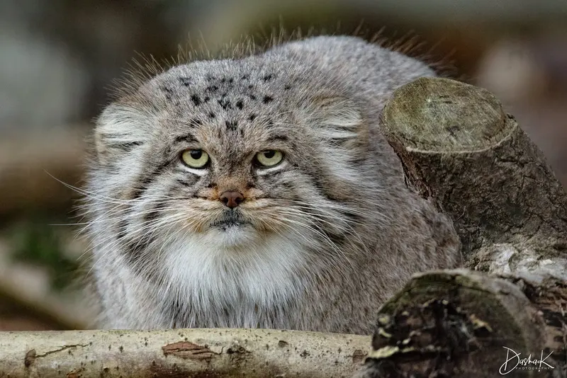 A photograph of Buck in Banham Zoo