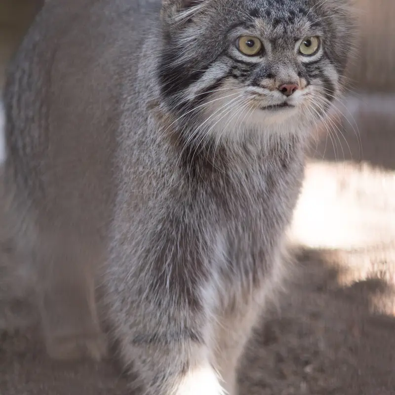 A photograph of Figa in Nogeyama Zoo