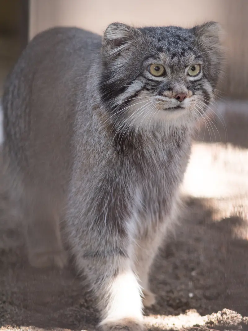 A photograph of Figa in Nogeyama Zoo