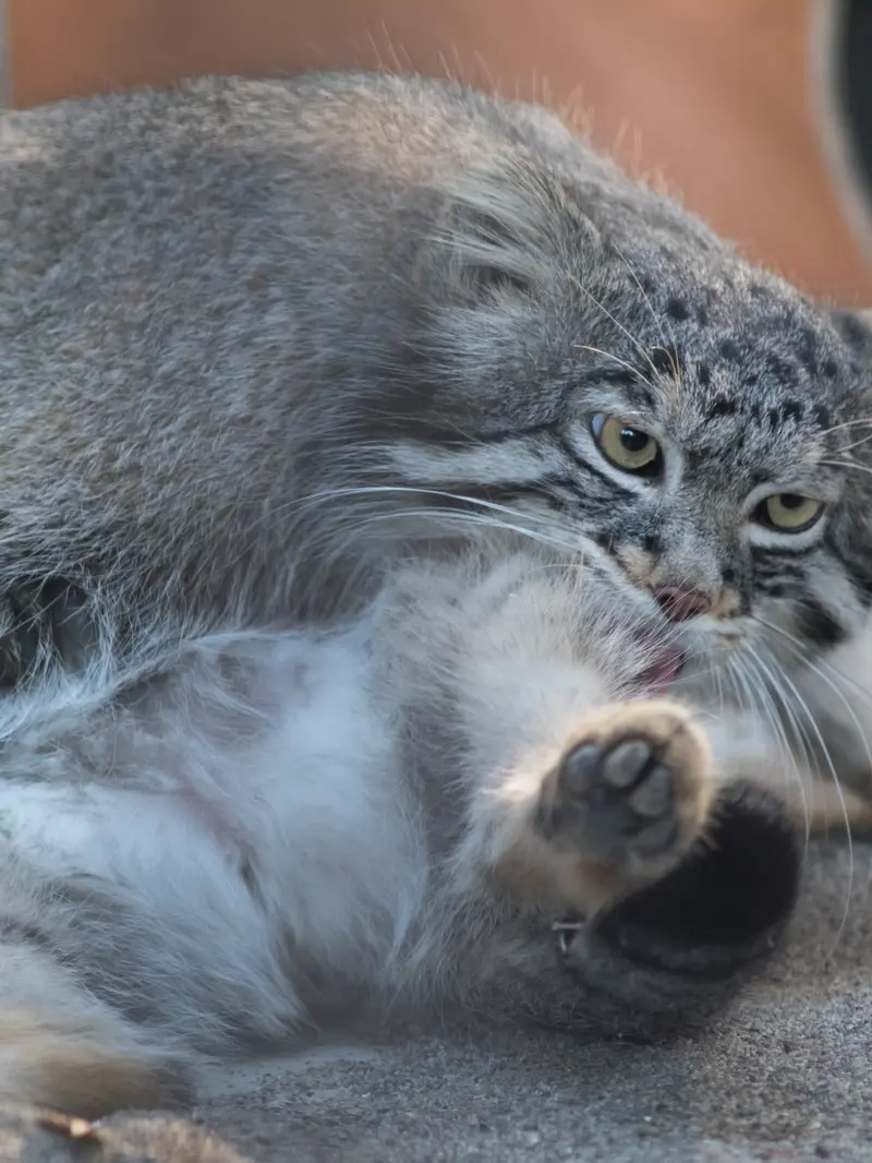 A photograph of Figa in Nogeyama Zoo