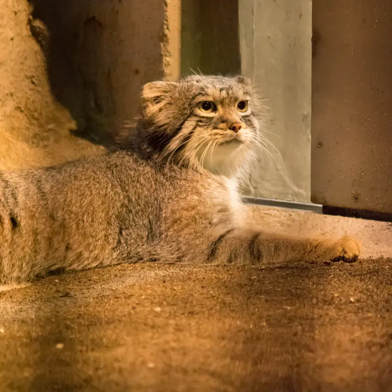 A photograph of Figa in Nogeyama Zoo