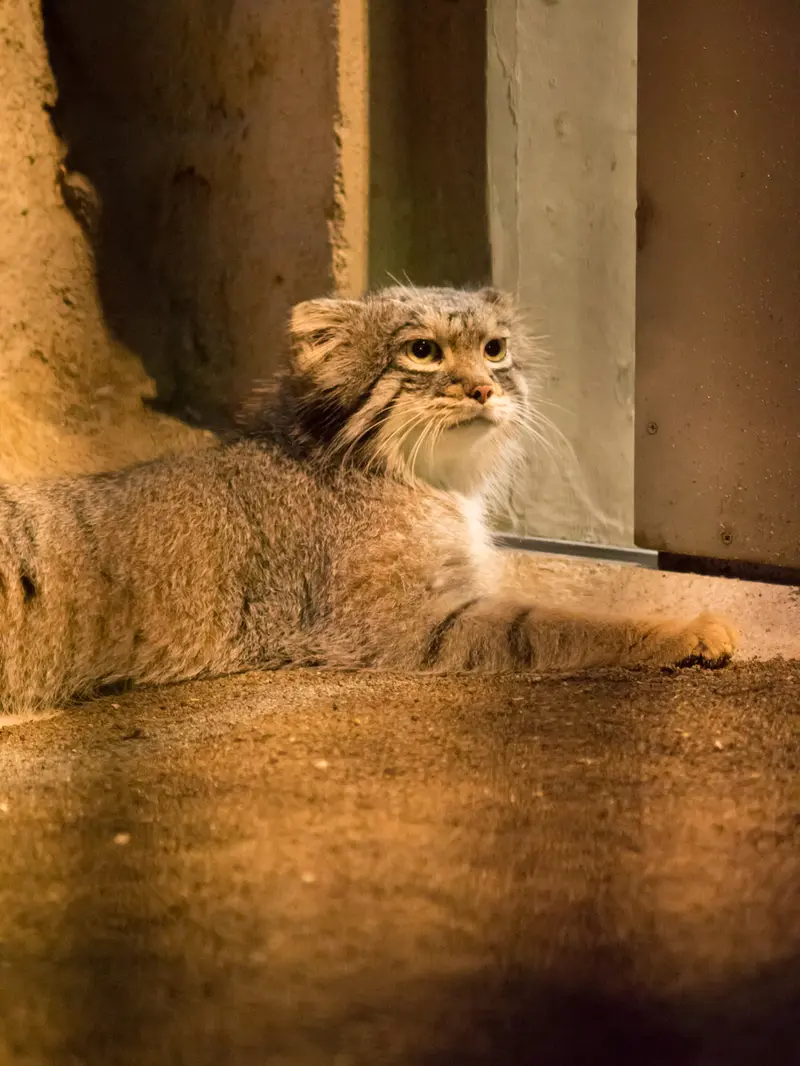 A photograph of Figa in Nogeyama Zoo