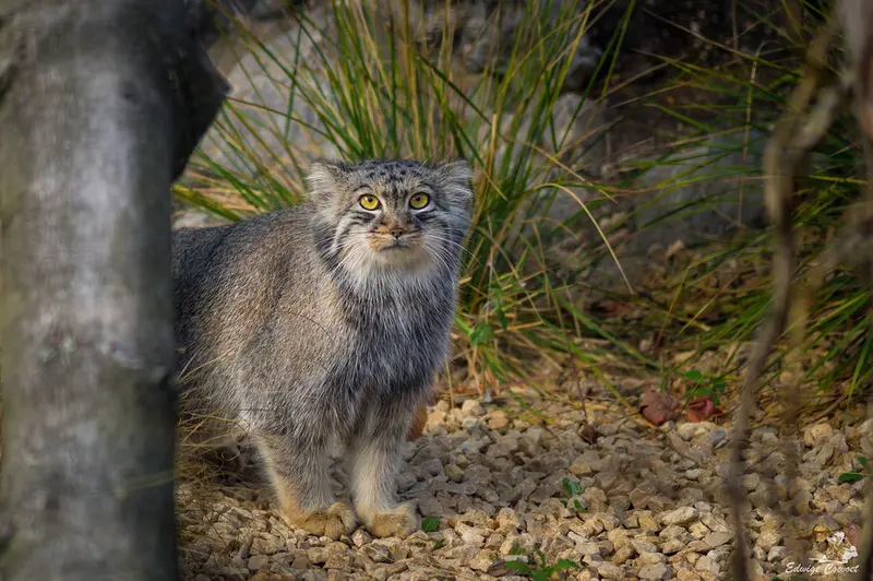 A photograph of a Pallas's cat