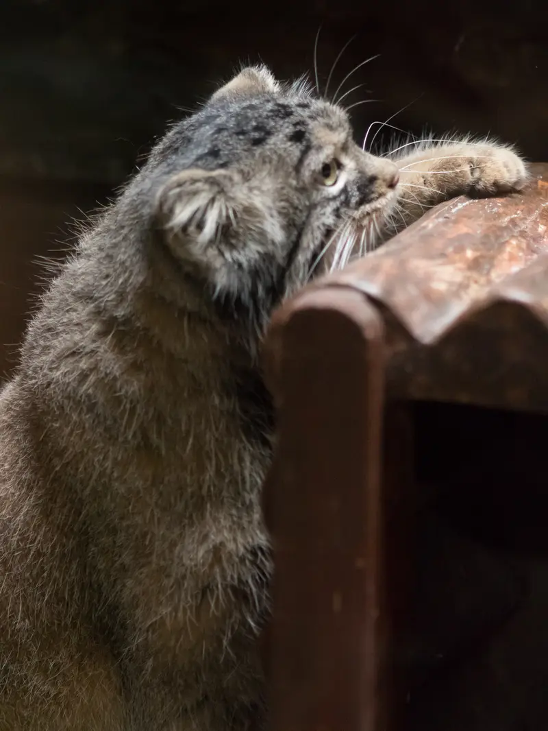 A photograph of Shafran in Ueno Zoological Gardens