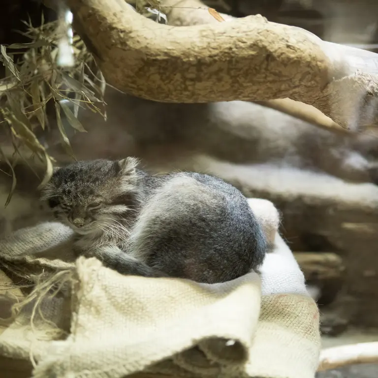 A photograph of Klyon in Ueno Zoological Gardens