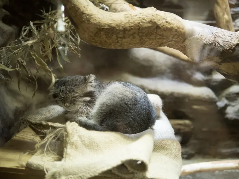 A photograph of Klyon in Ueno Zoological Gardens
