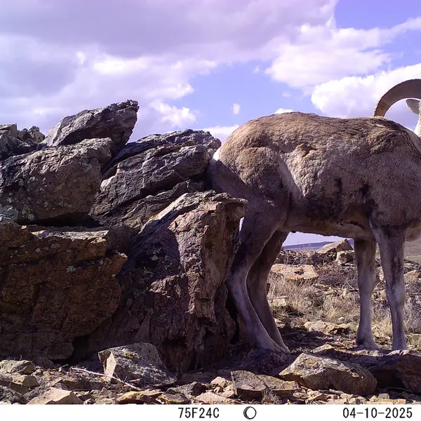 A photograph of Argali from Karashoky camera trap