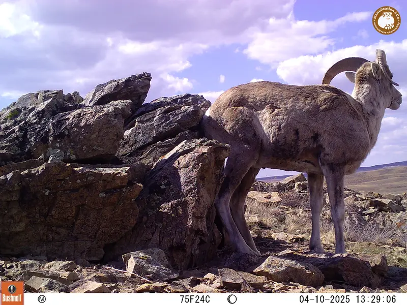 A photograph of Argali from Karashoky camera trap