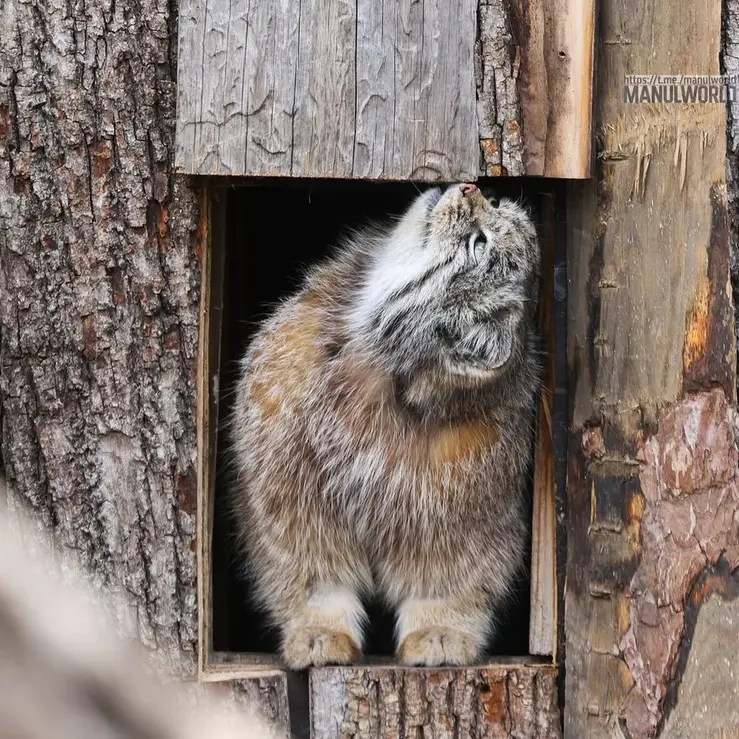 A photograph of Kai in Red River Zoo