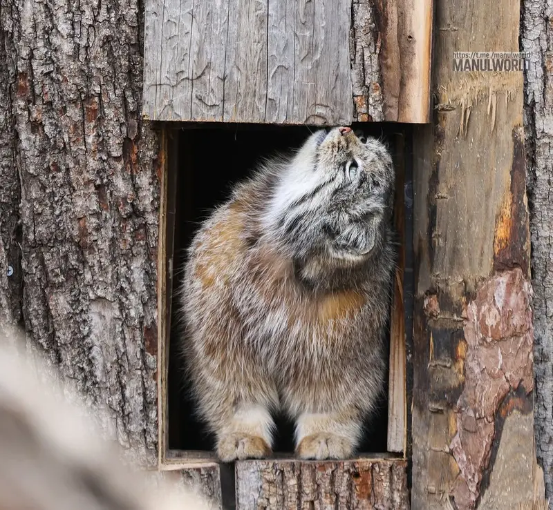 A photograph of Kai in Red River Zoo