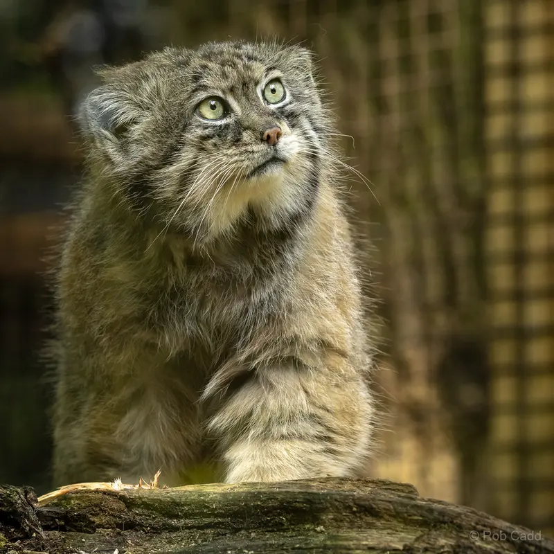 A photograph of Tull in Cotswold Wildlife Park and Gardens