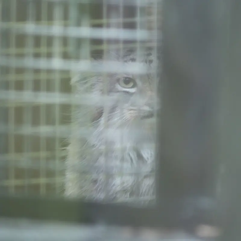 A photograph of Oliva in Saitama Children's Zoo
