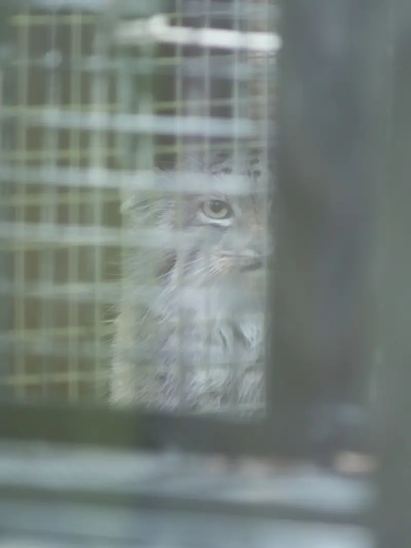 A photograph of Oliva in Saitama Children's Zoo