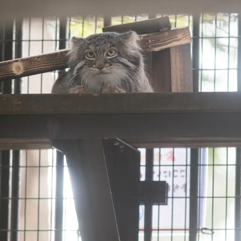 A photograph of Figa in Nogeyama Zoo
