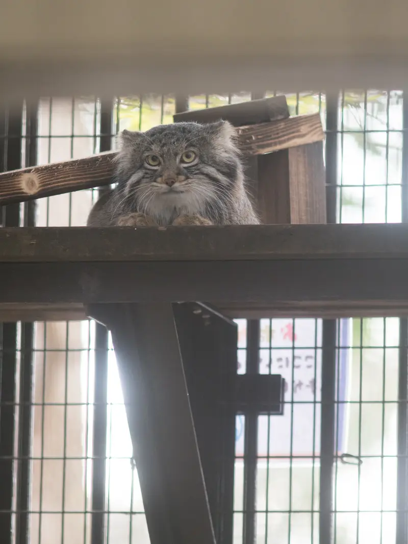 A photograph of Figa in Nogeyama Zoo