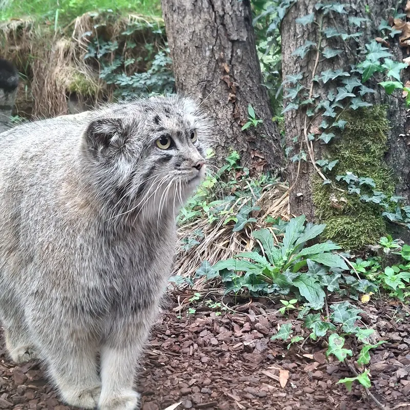 A photograph of Qolli-Olli in Ménagerie du Jardin des plantes