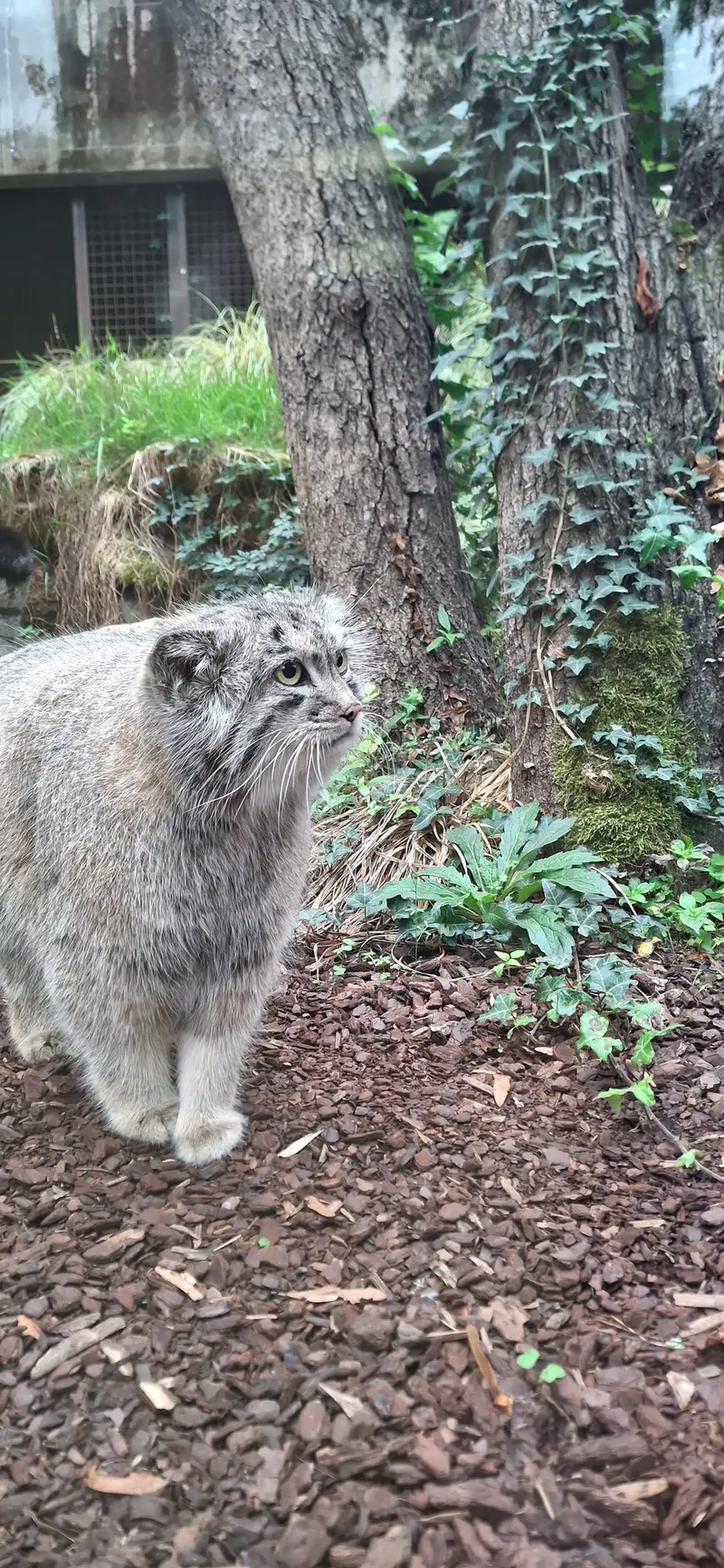 A photograph of Qolli-Olli in Ménagerie du Jardin des plantes