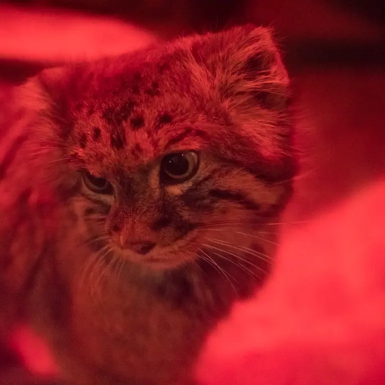 A photograph of Naim in Ueno Zoological Gardens