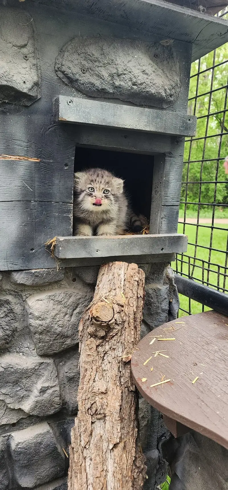 A photograph of a Pallas's cat