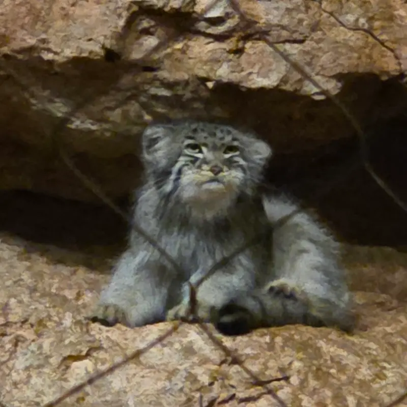 A photograph of Johan in Brookfield Zoo Chicago
