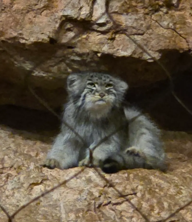 A photograph of Johan in Brookfield Zoo Chicago