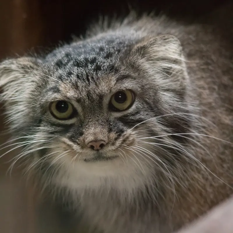 A photograph of Shafran in Ueno Zoological Gardens