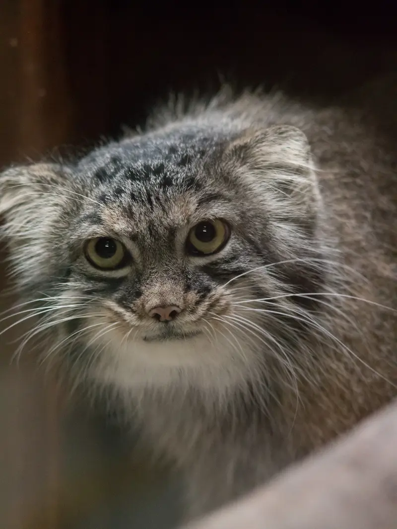 A photograph of Shafran in Ueno Zoological Gardens