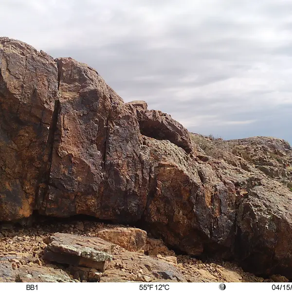 A photograph of Flat-headed vole from Aktas-Kunkora camera trap