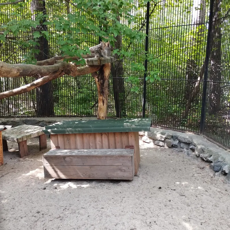 A photograph of a Pallas's cat in Novosibirsk Zoo