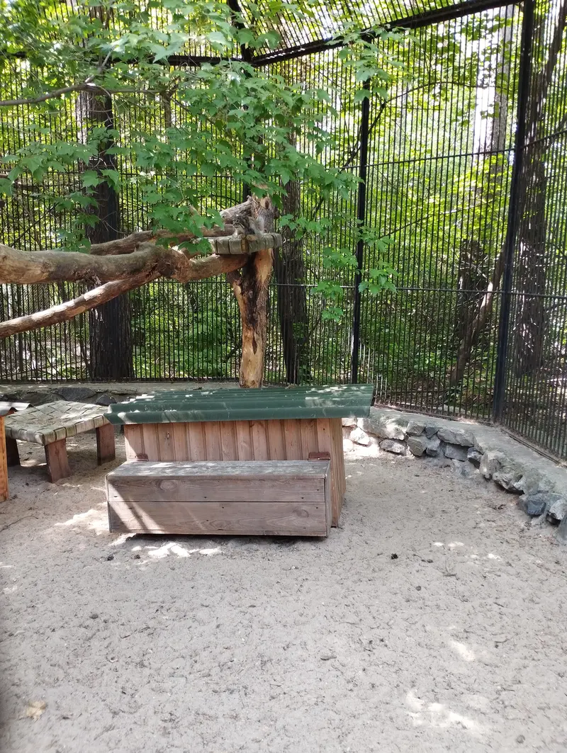 A photograph of a Pallas's cat in Novosibirsk Zoo