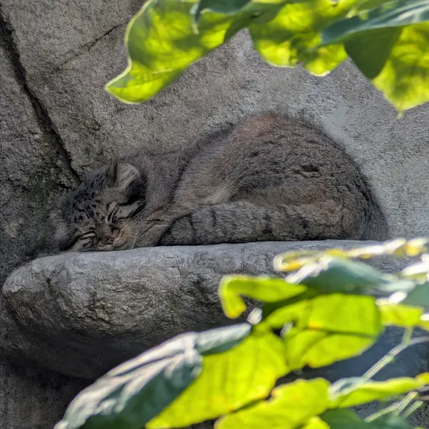 A photograph of Tiina in Columbus Zoo and Aquarium
