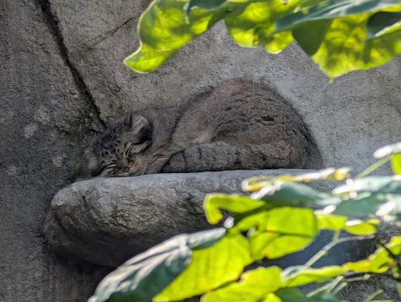 A photograph of Tiina in Columbus Zoo and Aquarium