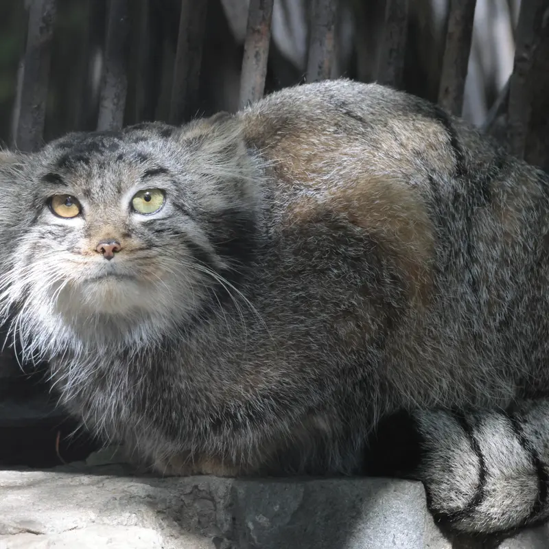 A photograph of Katun in Novosibirsk Zoo