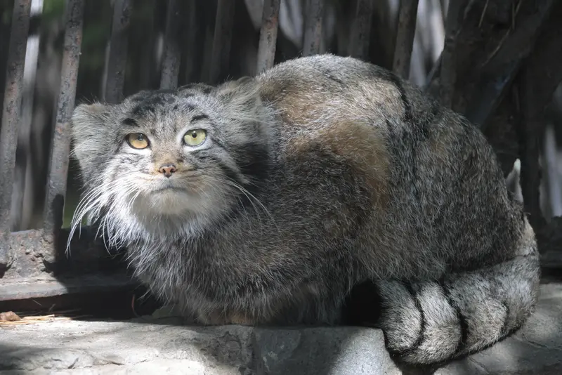 A photograph of Katun in Novosibirsk Zoo