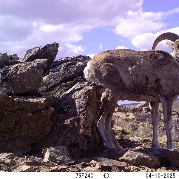 A photograph of Argali from Karashoky camera trap