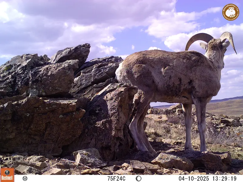 A photograph of Argali from Karashoky camera trap