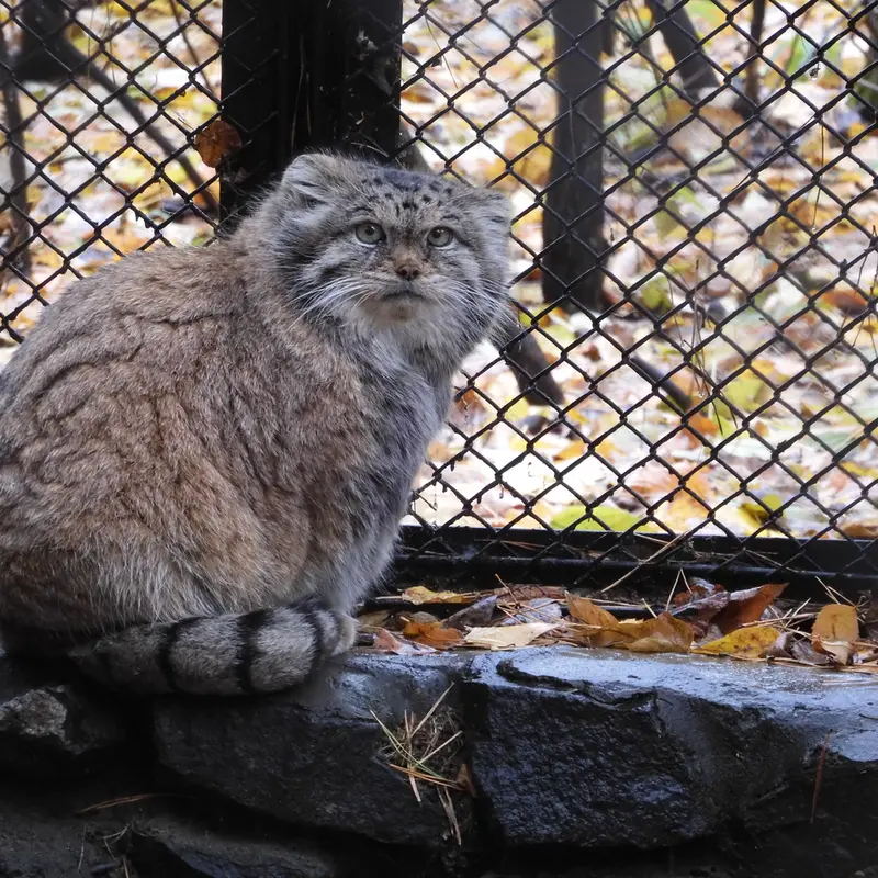 A photograph of Lastochka in Novosibirsk Zoo