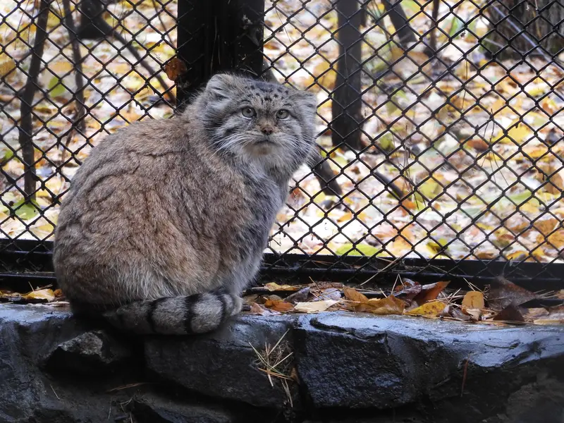 A photograph of Lastochka in Novosibirsk Zoo
