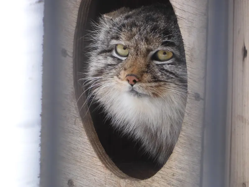 A photograph of Grey in Novosibirsk Zoo