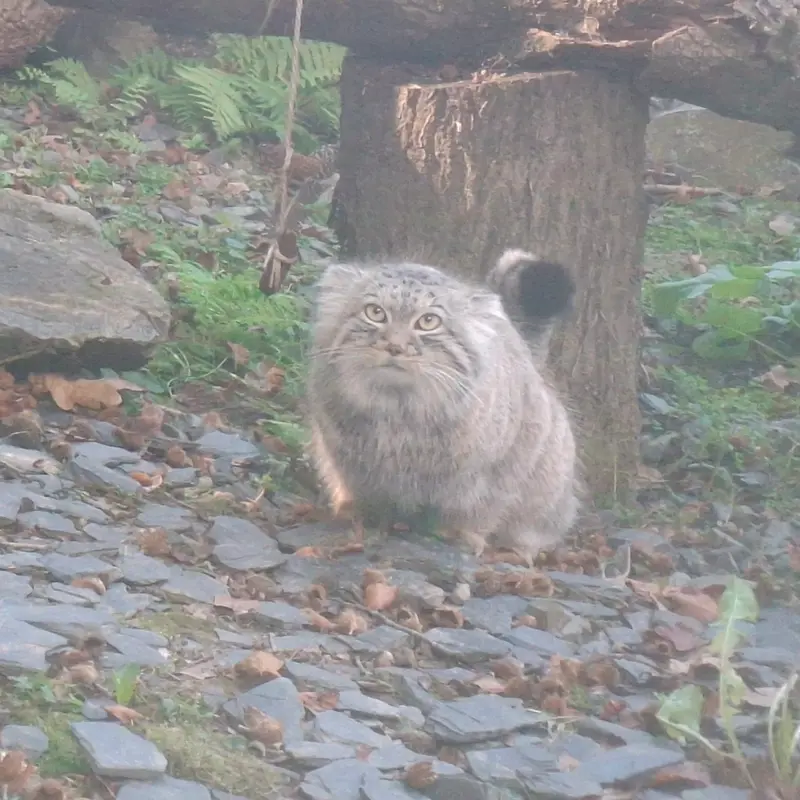 A photograph of Altai in Tregomeur Zoo
